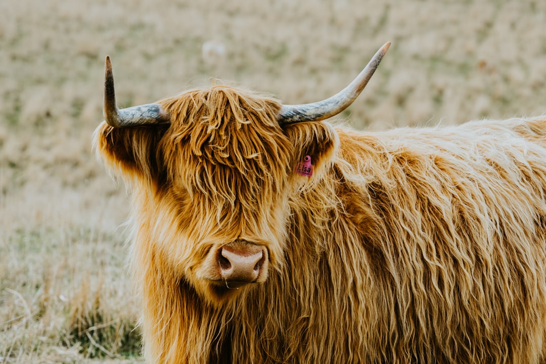 Photo Australian cattle